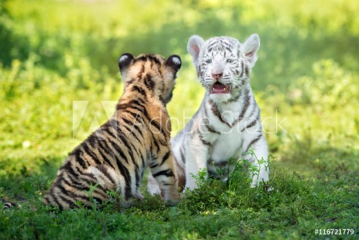 Picture of two adorable tiger cubs sitting together outdoors